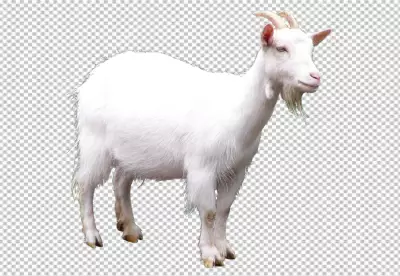 View of Goat outdoors in transparent background 