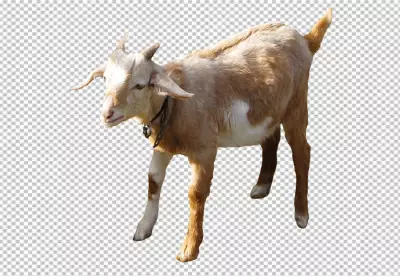Photorealistic goat in nature png