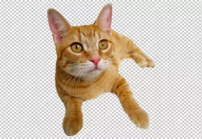 Beautiful cat portrait isolated transparent background 