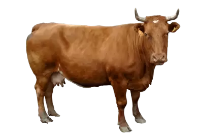 Australian Brown cow