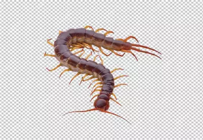 Image of centipedes or chilopoda isolated. Animal. Poisonous animals.