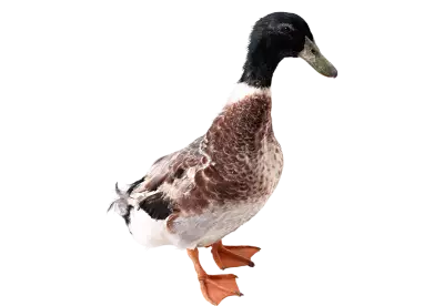 Duck from side View