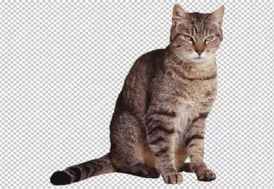 Black and white cat, 5 months old, sitting