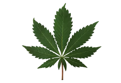 Front view cannabis leaf transparent background isolate 