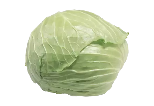 Close-up of green leaf against  transparent background