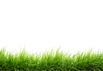 Line Of Grass