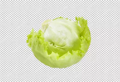 Green premium fresh and Nutritious Cabbage PNG Download: High-Quality Graphics for Your Designs