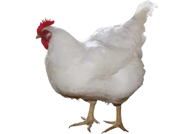 The farm chicken looks away