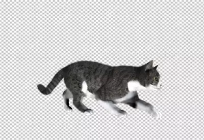 Portrait of cat against png background