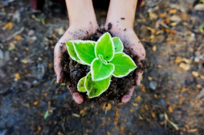 Woman hands embrace a small green plant young germ. The concept of ecology, environmental protection