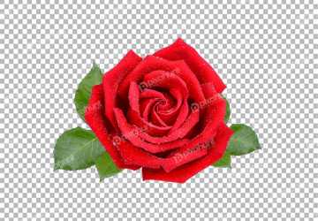 Rose Premium Png Background
