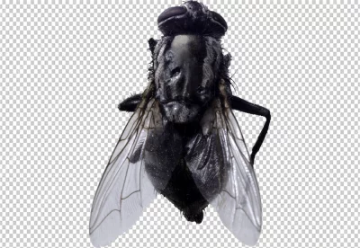 Fly insect is positioned at a 45-degree angle, with its head facing the left