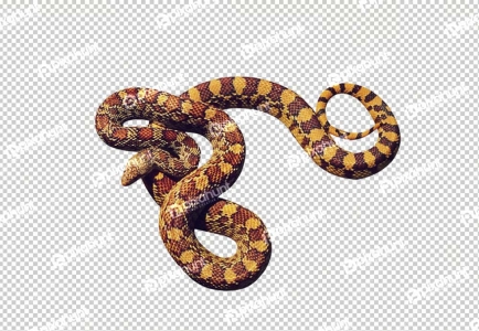 Jungle carpet python, Morelia spilota cheynei, sniffing with its tongue out | Kenyan sand Boa isolated