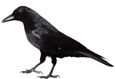 Crow from Side View | Animal Full Of Darkness