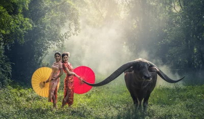 Two Asian lady in traditional Chinese clothing standing in a field of grass and women are both holding red and yellow umbrellas whit large black water buffalo