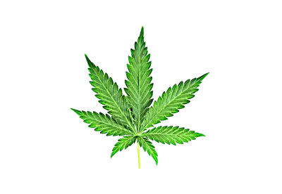 Close up fresh cannabis leaf on a png