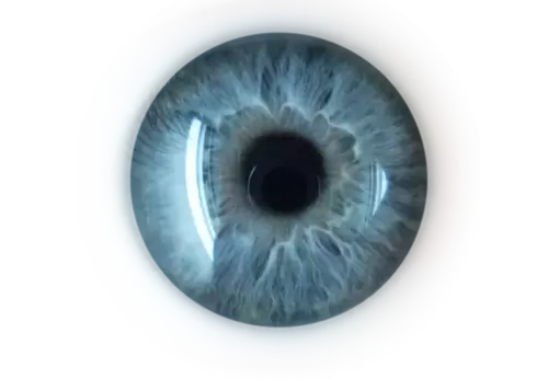 Front view human eye