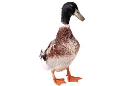 duck from front View | One brown duck isolated