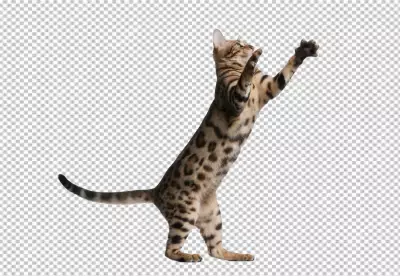 British shorthair kitty with monochrome wall behind her transparent background