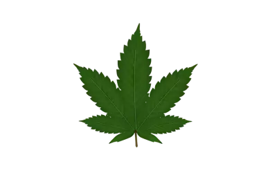  cannabis marijuana leaf  transparent