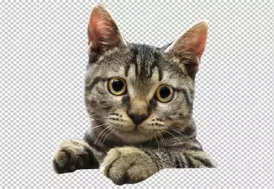 A cute looking cat | transparent backgroud
