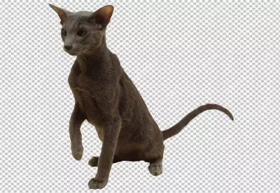 Lovely pet portrait isolated