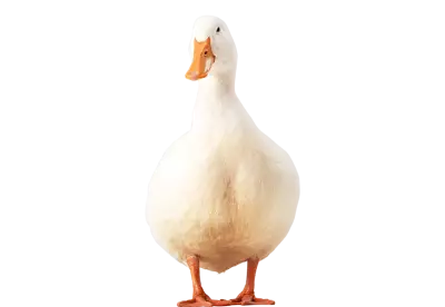 female geese isolated