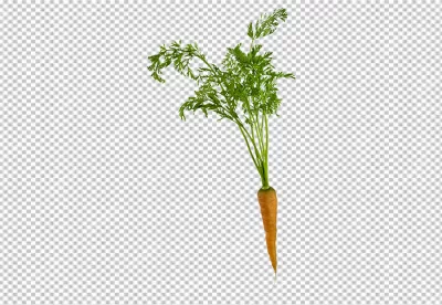 Isolated PNG of Carrot on transparent background