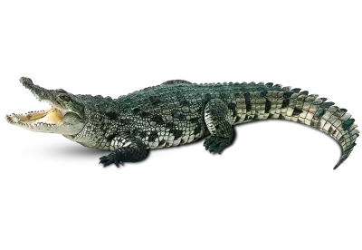 This crocodile is shown in a side view.