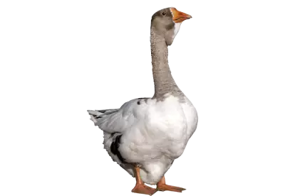 Goose Looking up from front Viwe