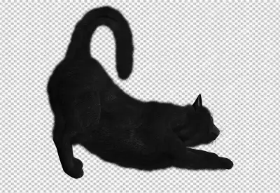 Beautiful cat portrait isolated yoga.