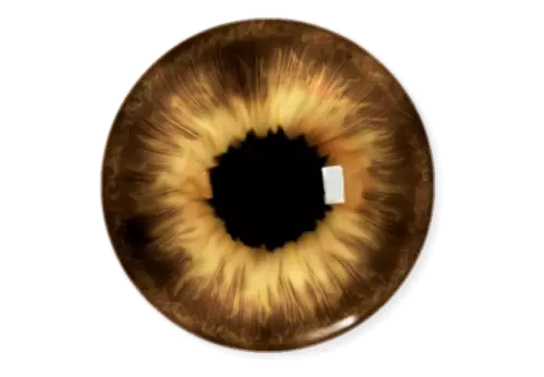 Human eyes 3d png