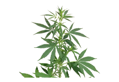 Therapeutic cannabis