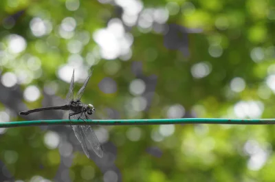 Resting dragon fly in a rop