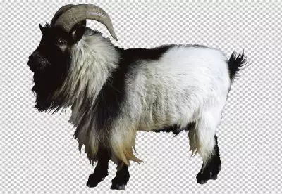 black and white goat, Goat Sheep, Goat, image File Formats, animals, cow Goat Family png