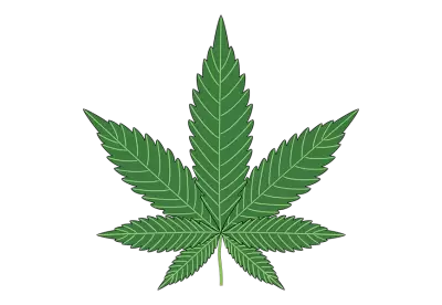 Cannabis leaf on a transparent background
