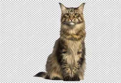 Adorable black and white kitty with monochrome wall behind her | nice picture transparent background