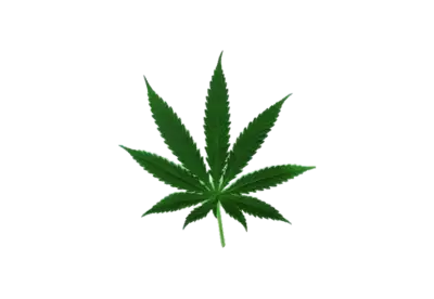 Cannabis leaf  close-up transparent background isolate 
