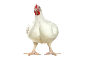 Close up on chicken PHOTO PNG