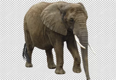 Elephant's left ear is facing forward and its right ear is facing backward