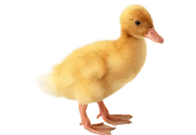 cute little Duckling