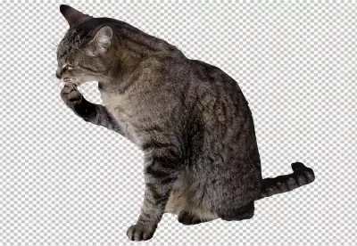 Adorable black and white kitty with monochrome wall behind her