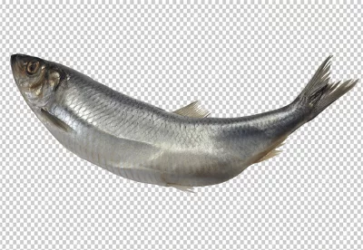 Fish is silver in color, with a white belly