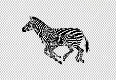 Two zebra was running together one was mom and one was child