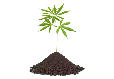 Botanical cannabis plant's collection png