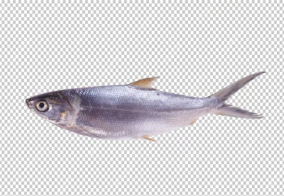 It is a small, silvery fish with a long, thin body