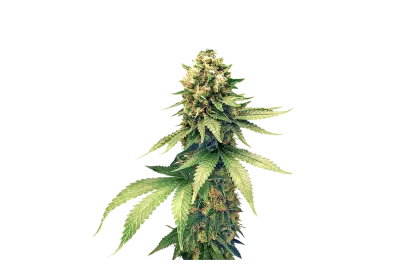 Fresh and vibrant green marijuana leaves on png