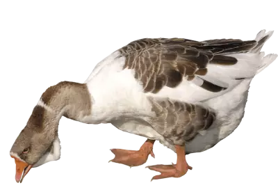 Anser anser - gray goose isolated