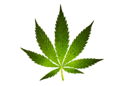 Organic cannabis product  transparent background isolate 