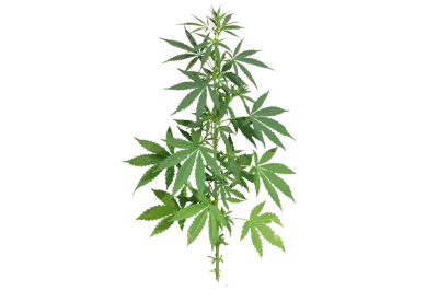 Botanical cannabis leaves transparent background isolate 